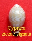 Cypraea ziczac signata, Iredale 1939